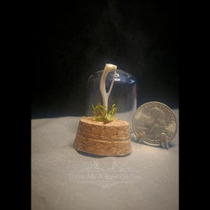 May include: A small, white bone specimen displayed under a glass cloche, set on a cork base with green moss. A quarter coin is next to the display for size comparison. The text "Throw Me A Bone Oddities" is at the bottom.
