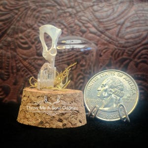 Mouse Pelvis, White Topaz & Moss mini dome