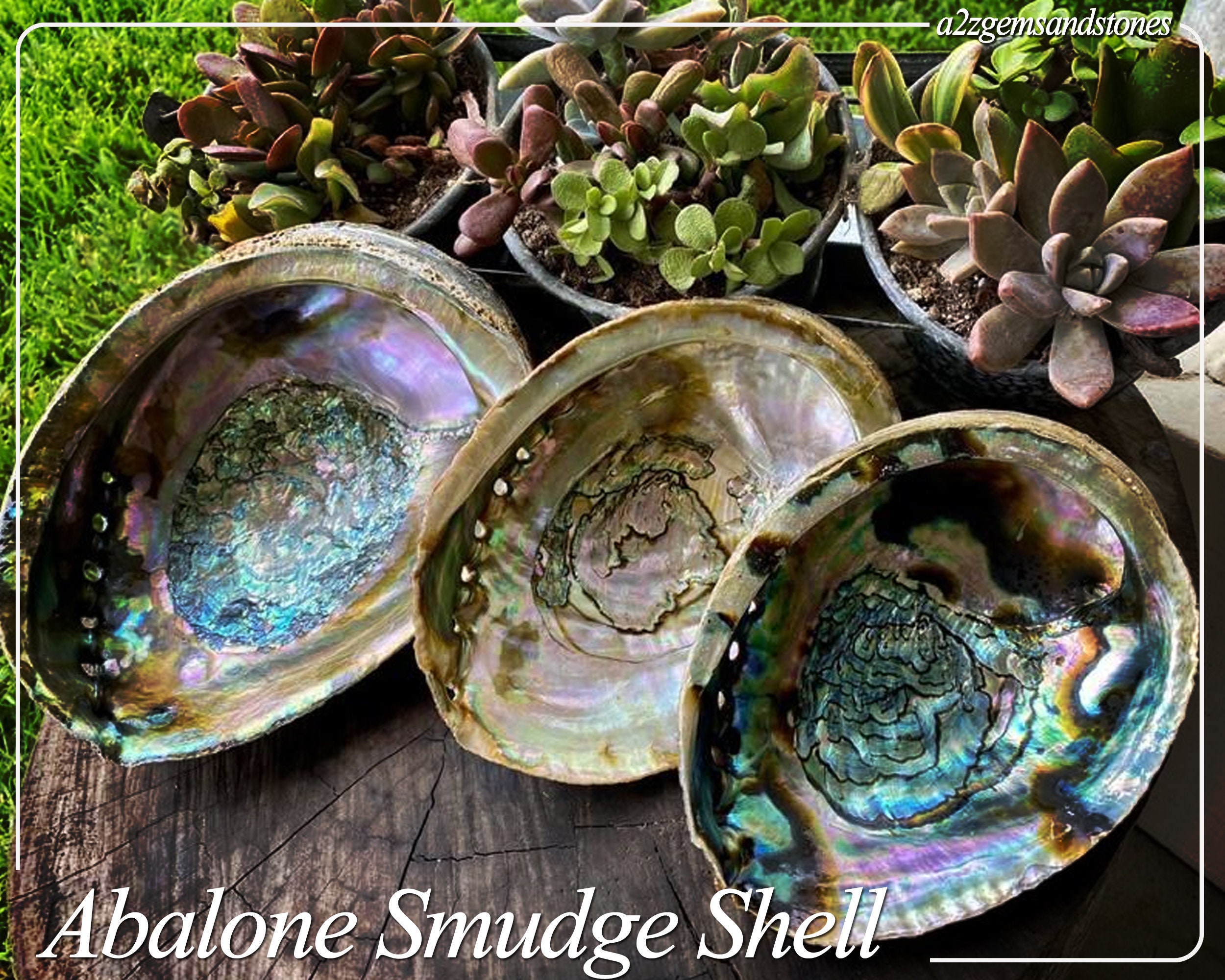 Abalone Shell Ritual Shell Nautical Decor Coastal Decor Etsy