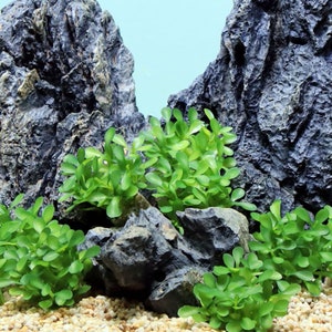 Puede incluir: Plantas verdes artificiales con un fondo rocoso. Las plantas están dispuestas en un grupo y son una representación realista de plantas acuáticas.