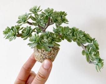 Pianta decorativa per acquario succulenta con base in pietra, decorazione realistica per acquario, pianta artificiale in plastica per acquario di alta qualità