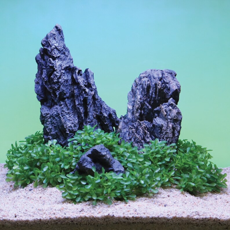 Small Button Leaf Aquarium Plant Light Green Leaf 6 Pack With Etsy