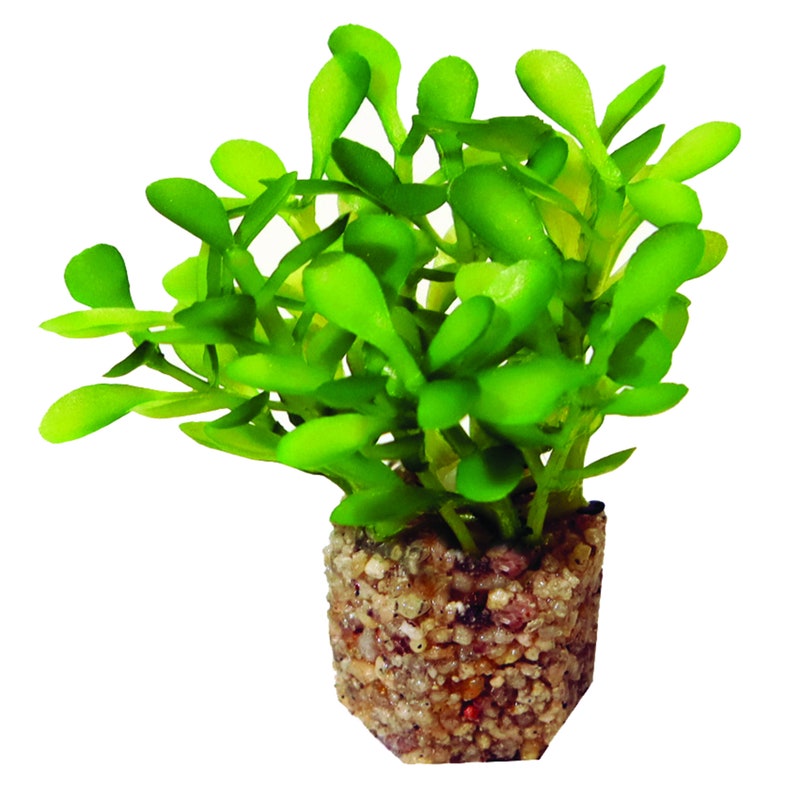 Small Button Leaf Aquarium Plant Light Green Leaf 6 Pack With Etsy