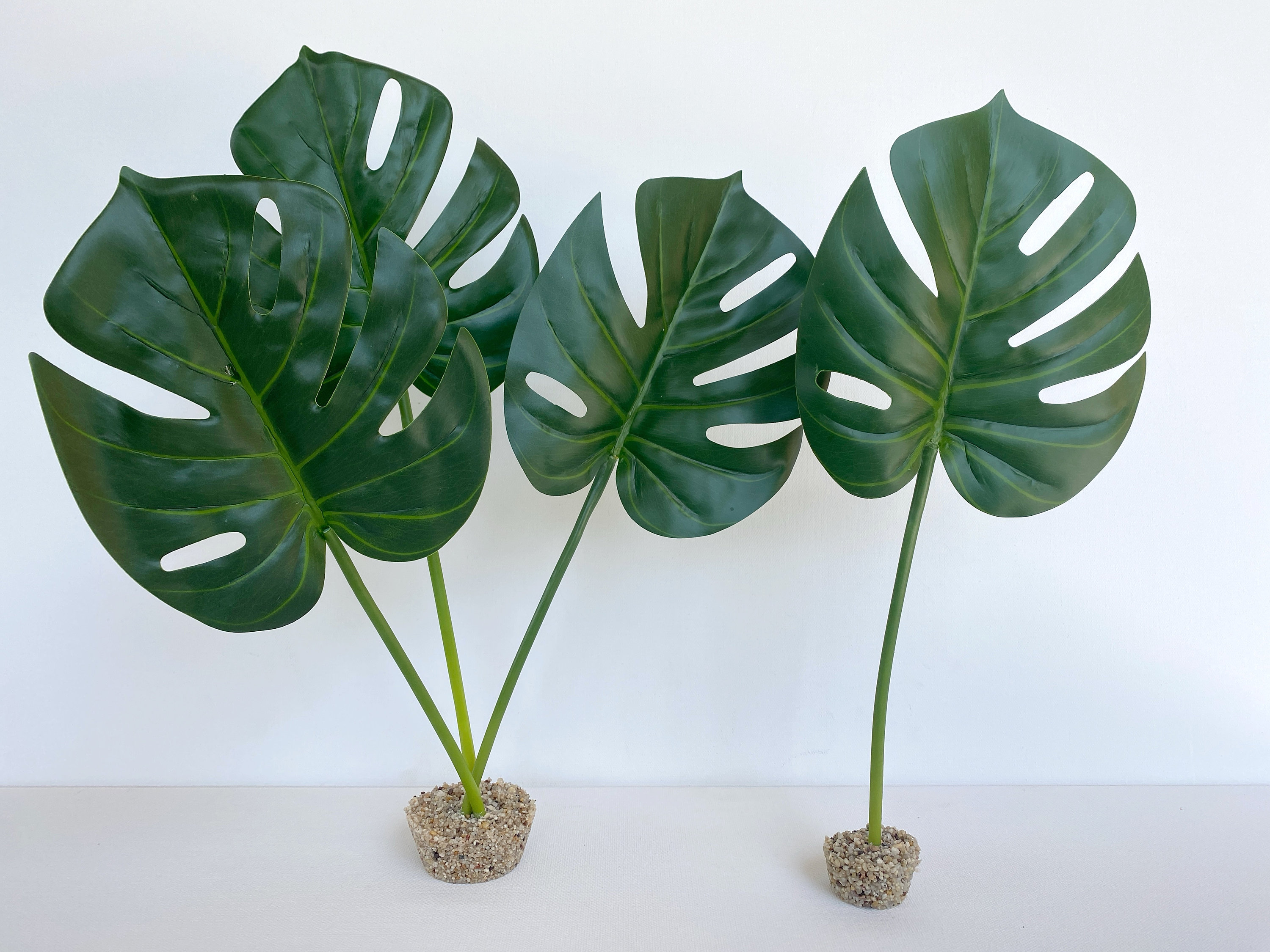 philodendron selloum atom Philodendron selloum ''Atom'' – Serres Lavoie main image 1