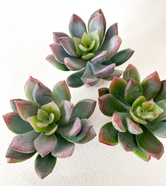 identification types of succulents Types of Succulents | Digital Printable Succulent Identification Chart