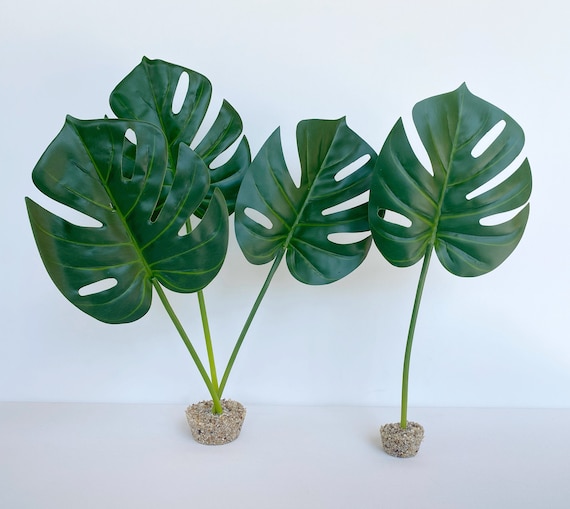 Monstera Bltter Swasser-Aquarium Pflanze mit Steinsockel, Natrliches  Lebensechtes Aquascape Dekor, Knstliche Aquarium Kunststoffpflanze -  Etsy.de