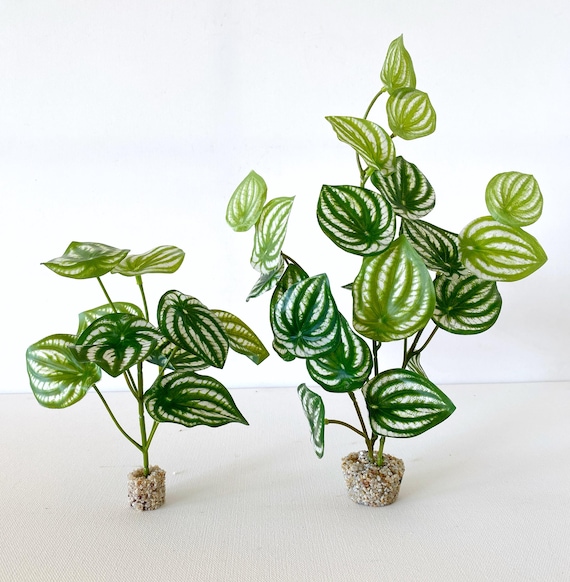 Wassermelonenbltter Aquarium/Terrarienpflanze mit Steinsockel,  hochwertiges knstliches Aquarium oder Terrarium Kunststoffpflanze - Etsy.de
