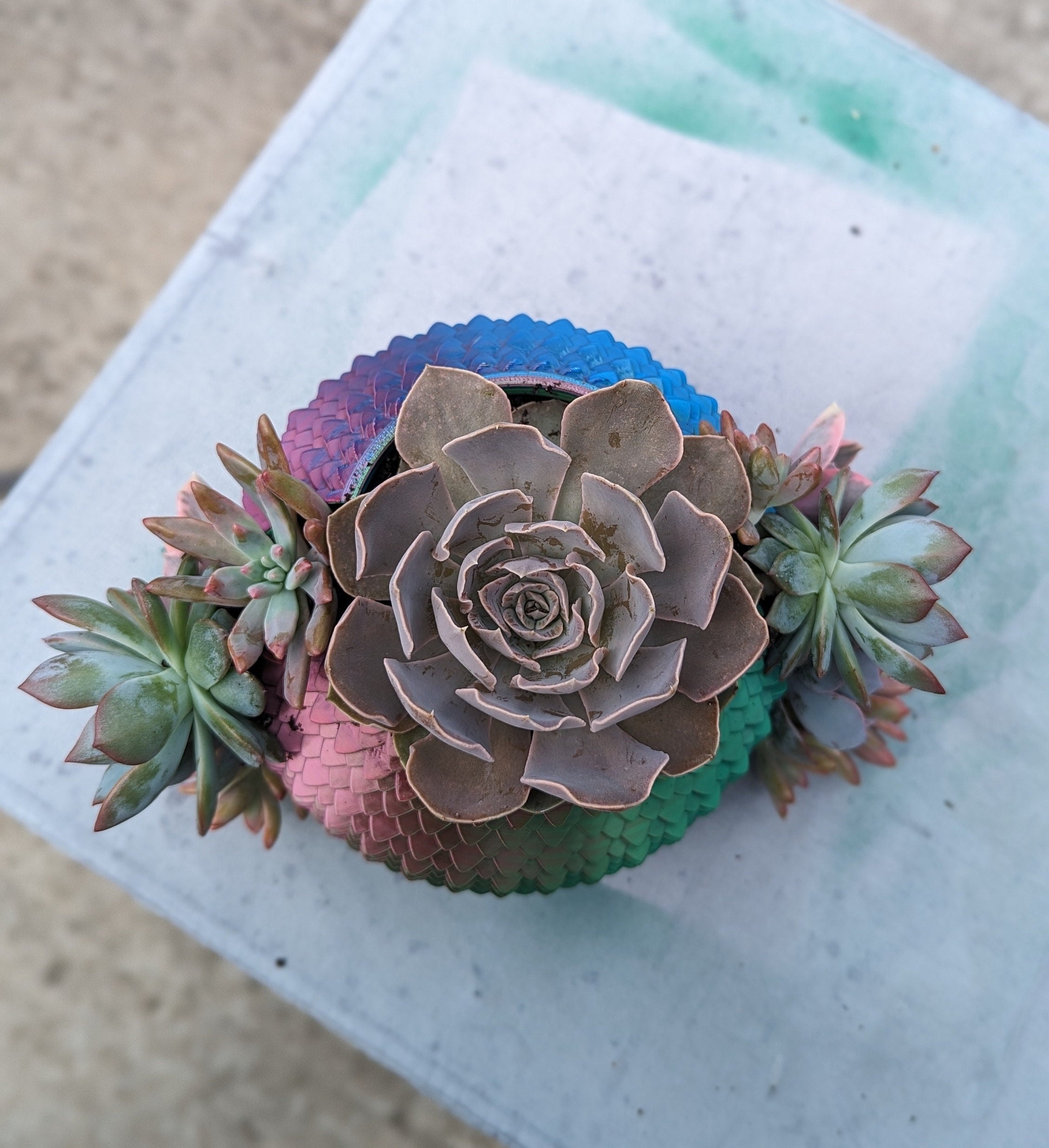 Hatching Dragon Egg Succulent Pot - 3d Printed - 6inch Hatching Dragon Egg Succulent Pot - 3d Printed - 6inch