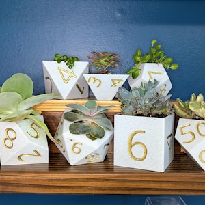 May include: Seven white ceramic planters shaped like dice, each with gold numbers, holding various succulents. The planters are arranged on a wooden shelf against a blue wall.
