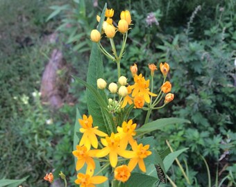 heirloom butterfly weed seeds