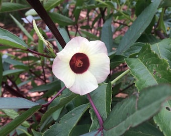 heirloom Jamaican sorrel seeds