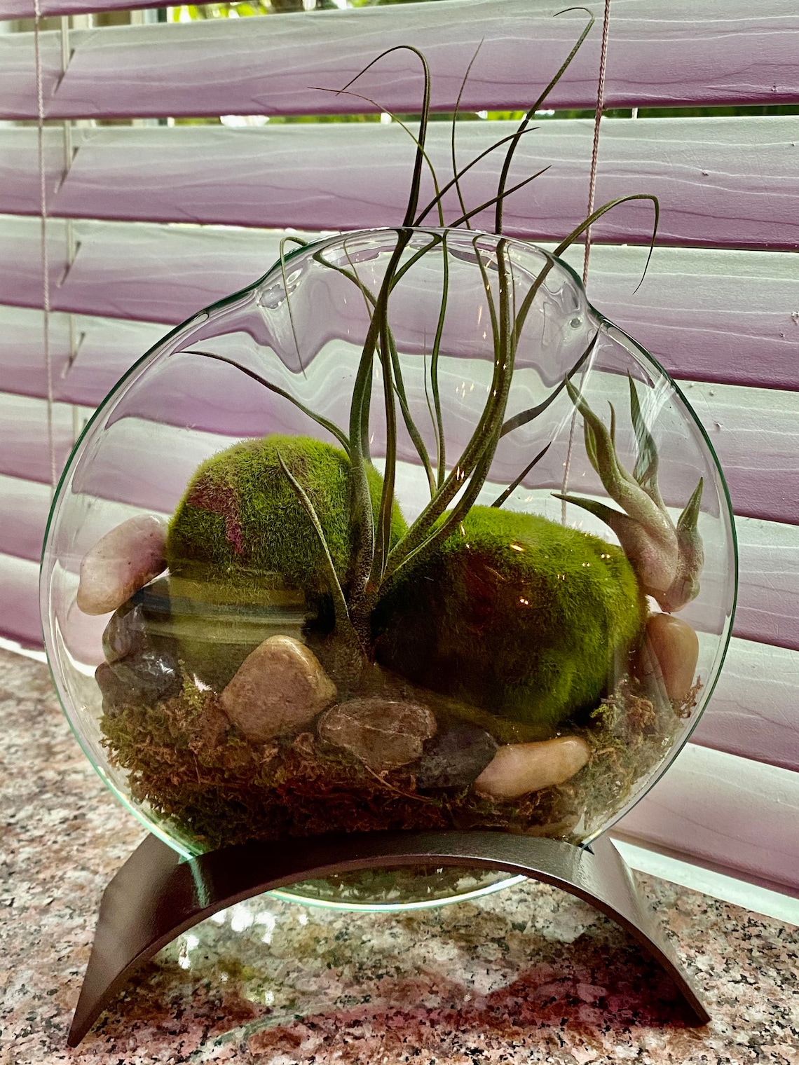 Terrarium in Unique Vase With Stand. Etsy