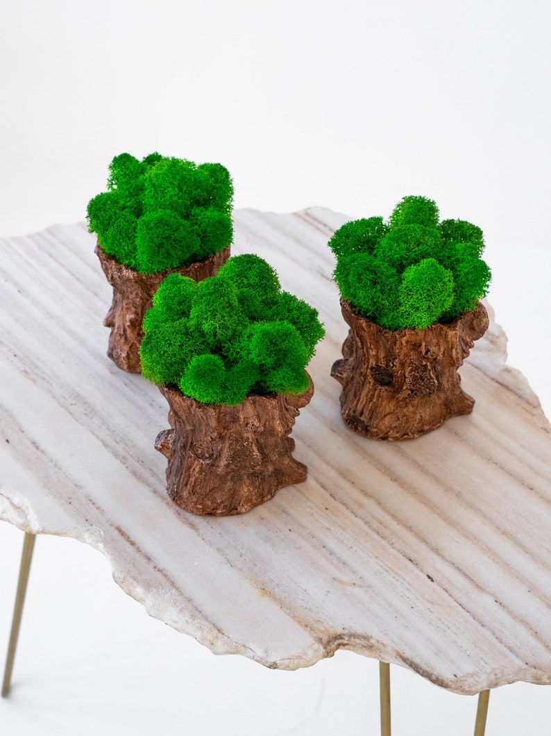 Moss pot preserved moss decor moss decor for table Etsy