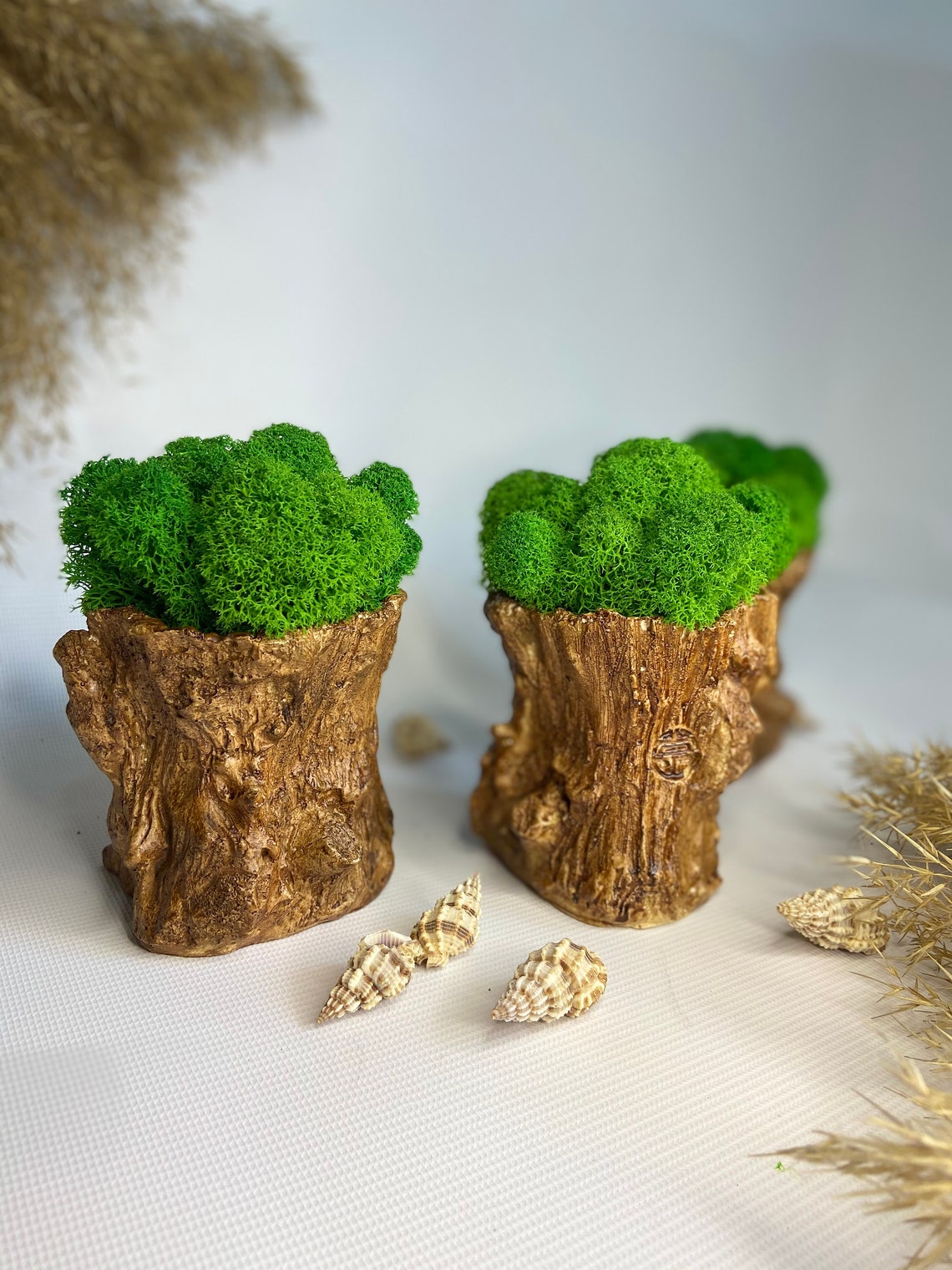 Moss pot preserved moss decor moss decor for table Etsy