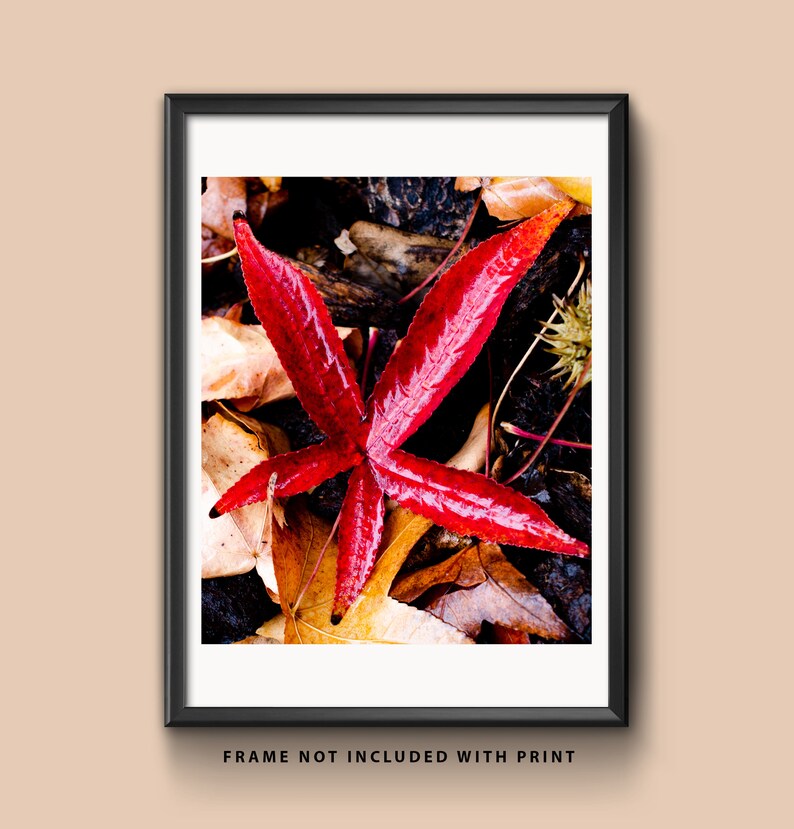 Red Star Leaf