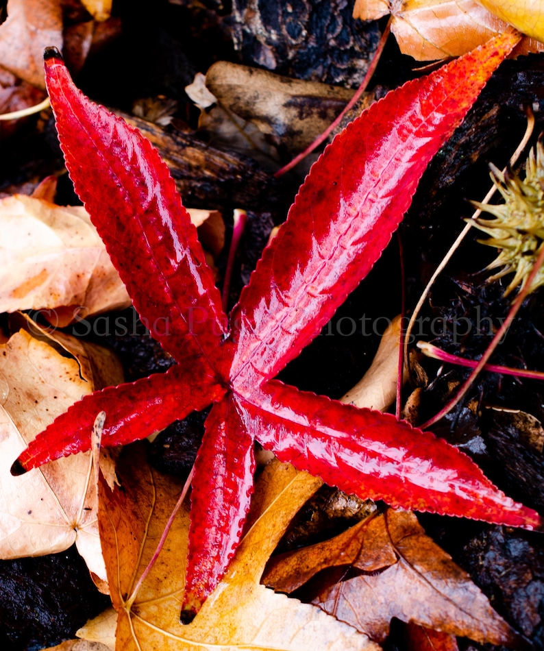 Red Star Leaf