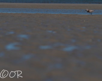 Sandpiper Beach Photo Prints