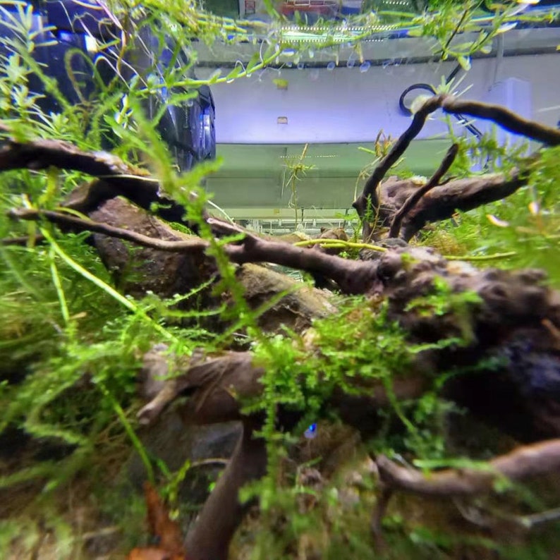 Natural Tree Vine Root Air Dried Tree Vine Aquarium Decor Etsy