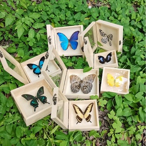 Real butterfly specimen framed in a solid wood box for gift and home decoration