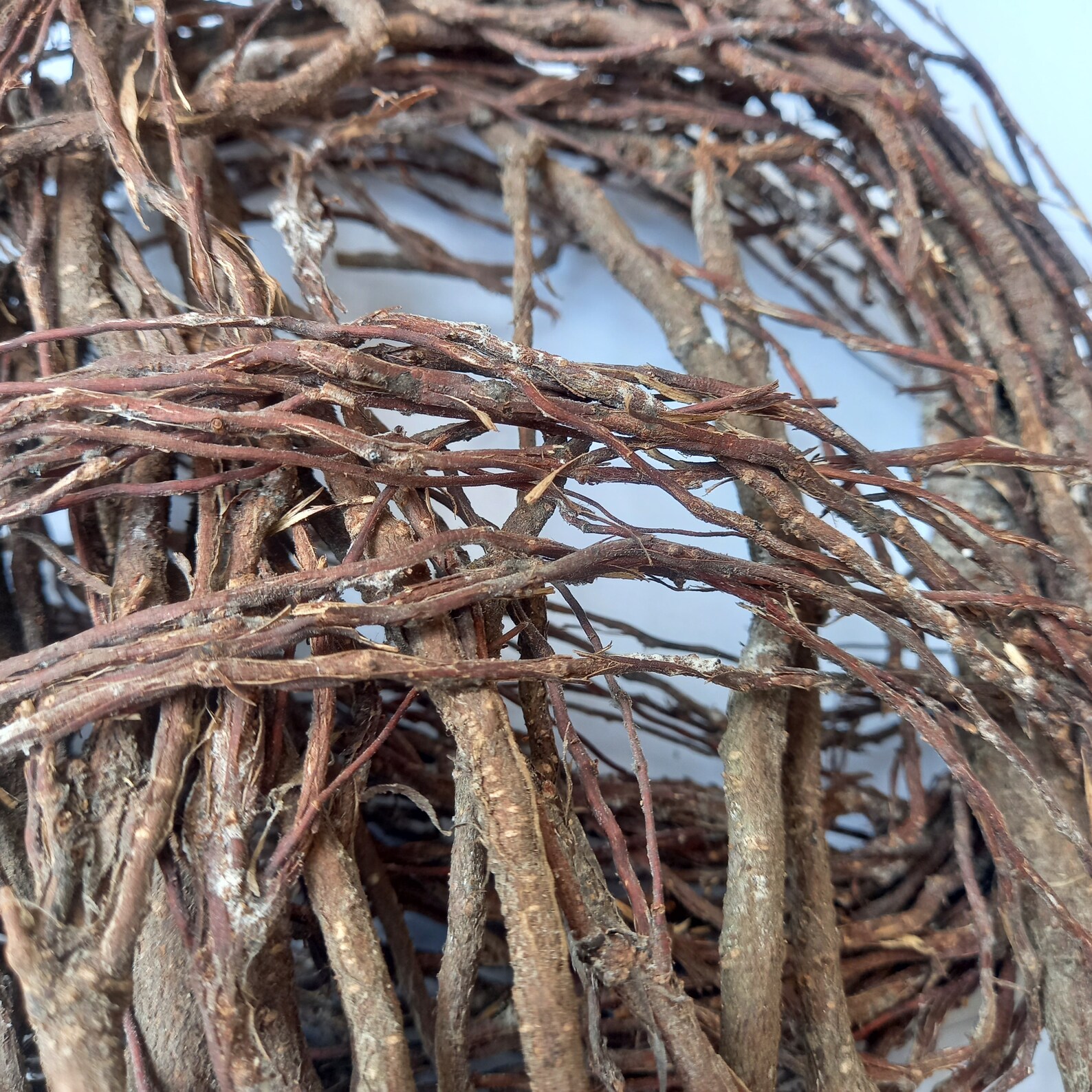 Natural Tree Vine Root Air Dried Tree Vine Aquarium Decor Etsy