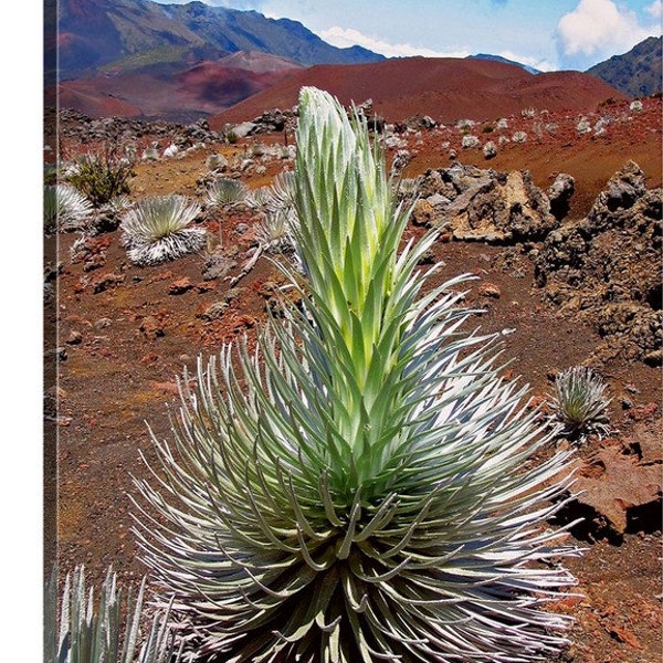 Haleakala National Park, Hawaii, Maui, Pacific Ocean, Road to Hana, Sliding Sands Trail, Volcano, Canvas, Metal, Acrylic, Silversword 4447