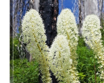 PNW, Northwest, Washington, Usk, Colville National Forest, Selkirk Mountains, South Baldy, Wildfire, Summer, Wildflowers, Beargrass 1641