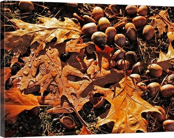 PNW, Northwest, Washington, Spokane, Havermale Island, U.S. Pavilion, Clocktower, Riverfront Park, Fall, Autumn, Oak Leaves, Acorns 9385