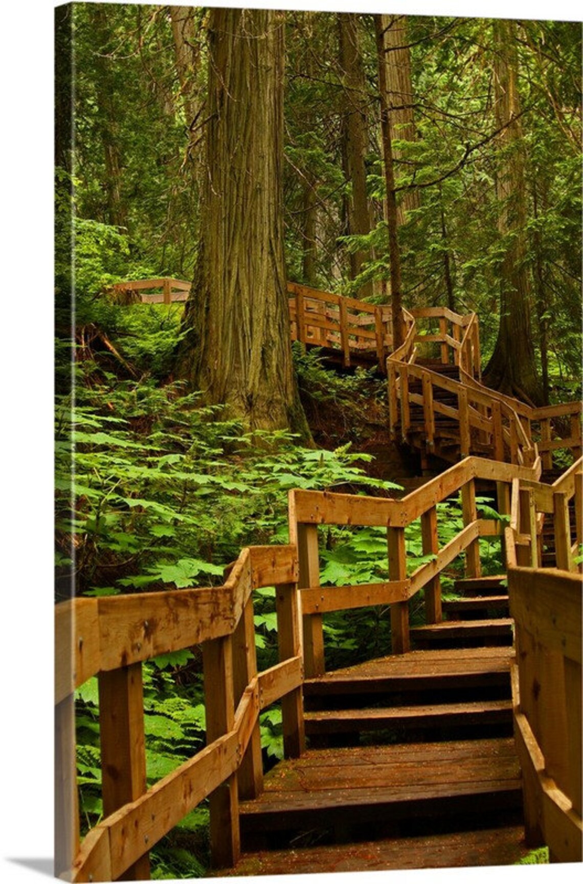 Giant Cedars Boardwalk, British Columbia Forest Photography 9514 - Etsy