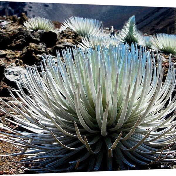 Haleakala National Park, Hawaii, Maui, Pacific Ocean, Road to Hana, Sliding Sands Trail, Volcano, Canvas, Metal, Acrylic, Silversword 4471