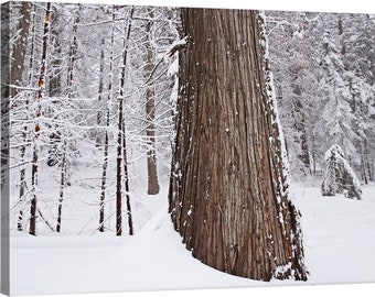 PNW, Northwest, Washington, Usk, Colville National Forest, Selkirk Mountains, South Baldy, Forest, Winter, Snow, Old Growth Cedar 3548