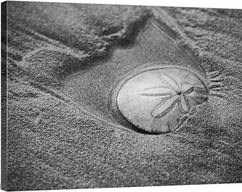 PNW, Northwest, Oregon, Tillamook, Oceanside, Pacific Ocean, Three Capes Route, Cape Meares, Black & White, Sand Dollar Revealed 6768