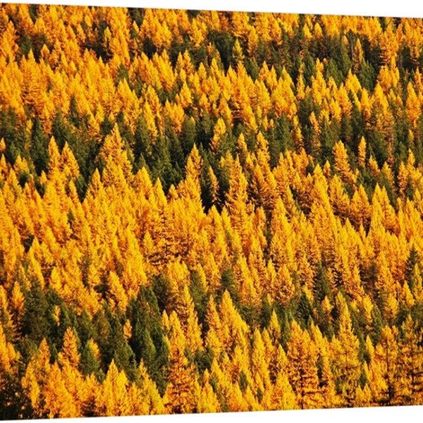 PNW, Northwest, Montana, Yaak, Troy, Libby, Purcell Mountains, Kootenay River, Mixed Forest, Larch, Tamarack, Trees Green and Gold 4134