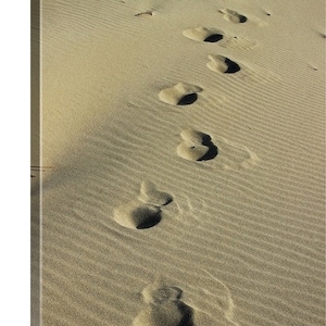 May include: Footprints in the sand, a series of indentations in the light brown sand, leading away from the viewer.