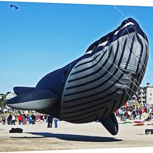 PNW, Northwest, Oregon, Lincoln City, Chinook Winds, D River, Pacific Ocean, Beach, Kite Flying, Kite Festival, Humpback Whale Kite 7574