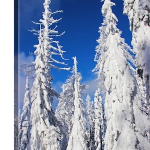 May include: A snowy winter scene with tall evergreen trees covered in a thick layer of white snow against a bright blue sky.