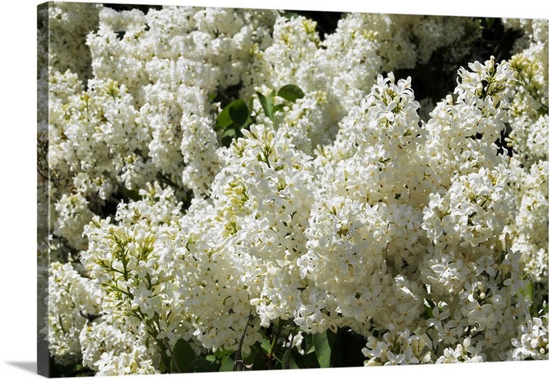 PNW, Northwest, Washington, Spokane, Lilac City, Lilac Festival, Flower of Love, Havermale