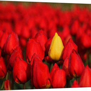 PNW, Northwest, Oregon, Woodburn, Willamette Valley, Cascade Foothills, Windmill, Wooden Shoe Tulip Festival, Tulips Red & Lone Yellow 4508