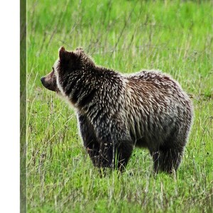 May include: A brown and black bear stands in a field of green grass, looking to the left of the frame.