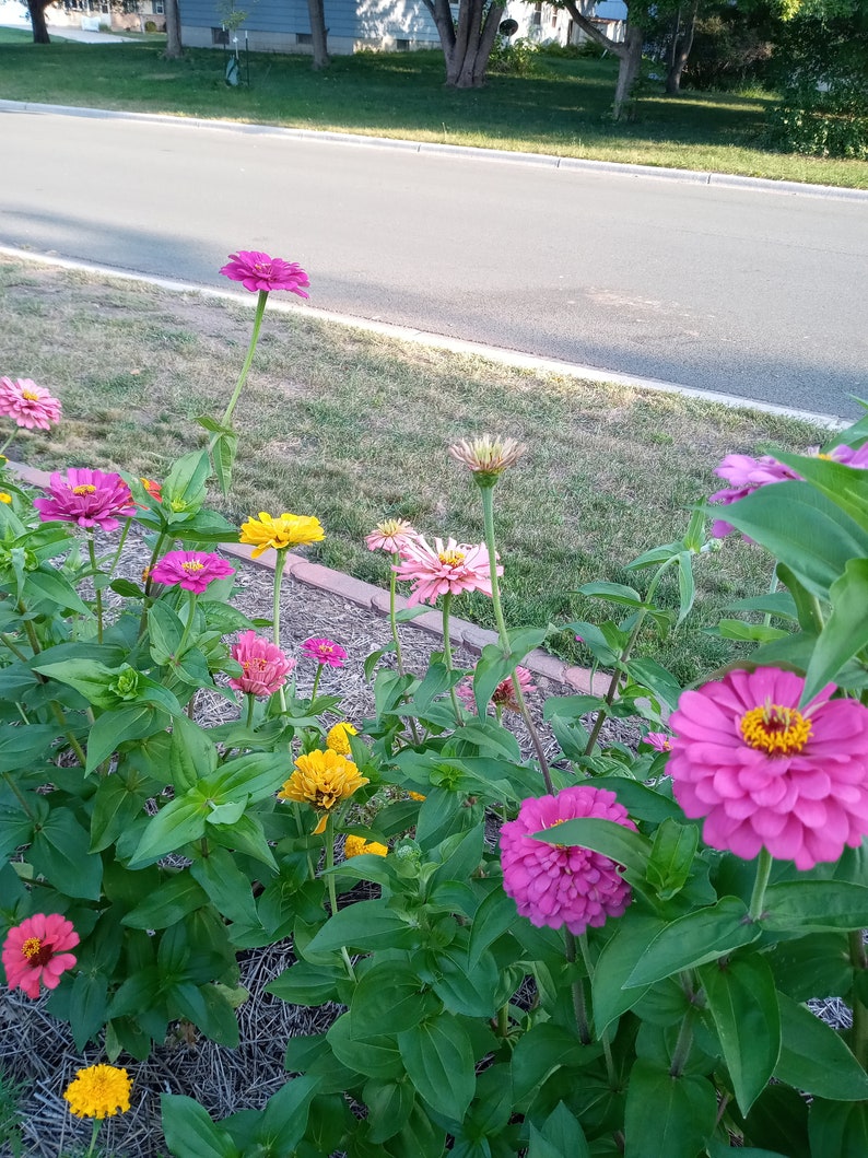 Zinnia Seeds Multiple Vibrant Colors of These Hardy Sun Loving Annuals