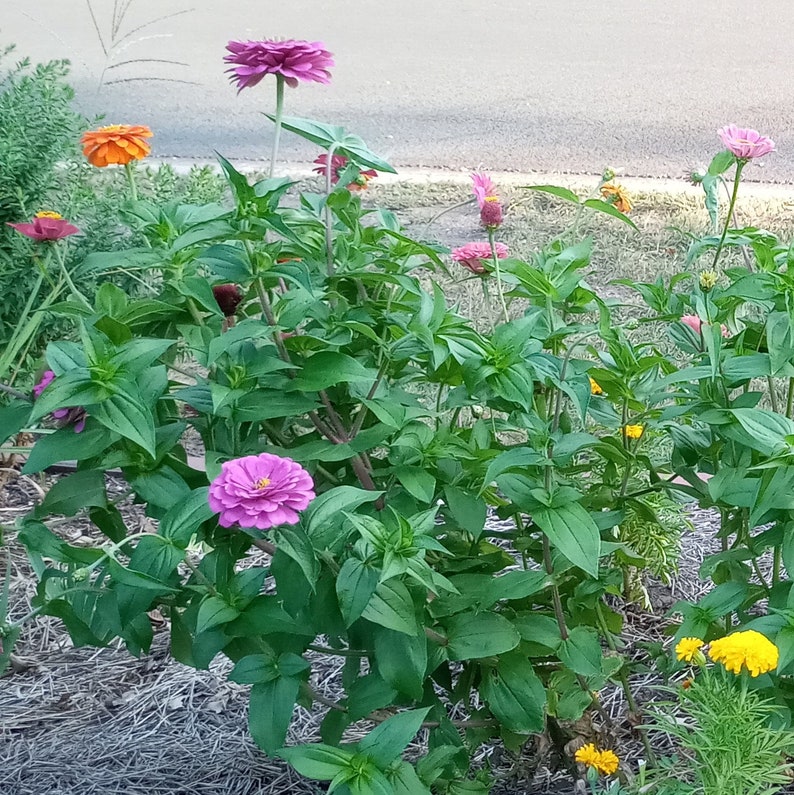 Zinnia Seeds Multiple Vibrant Colors of These Hardy Sun Loving Annuals