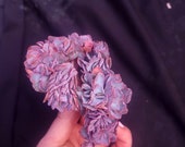 Echeveria Firenze Cristata
