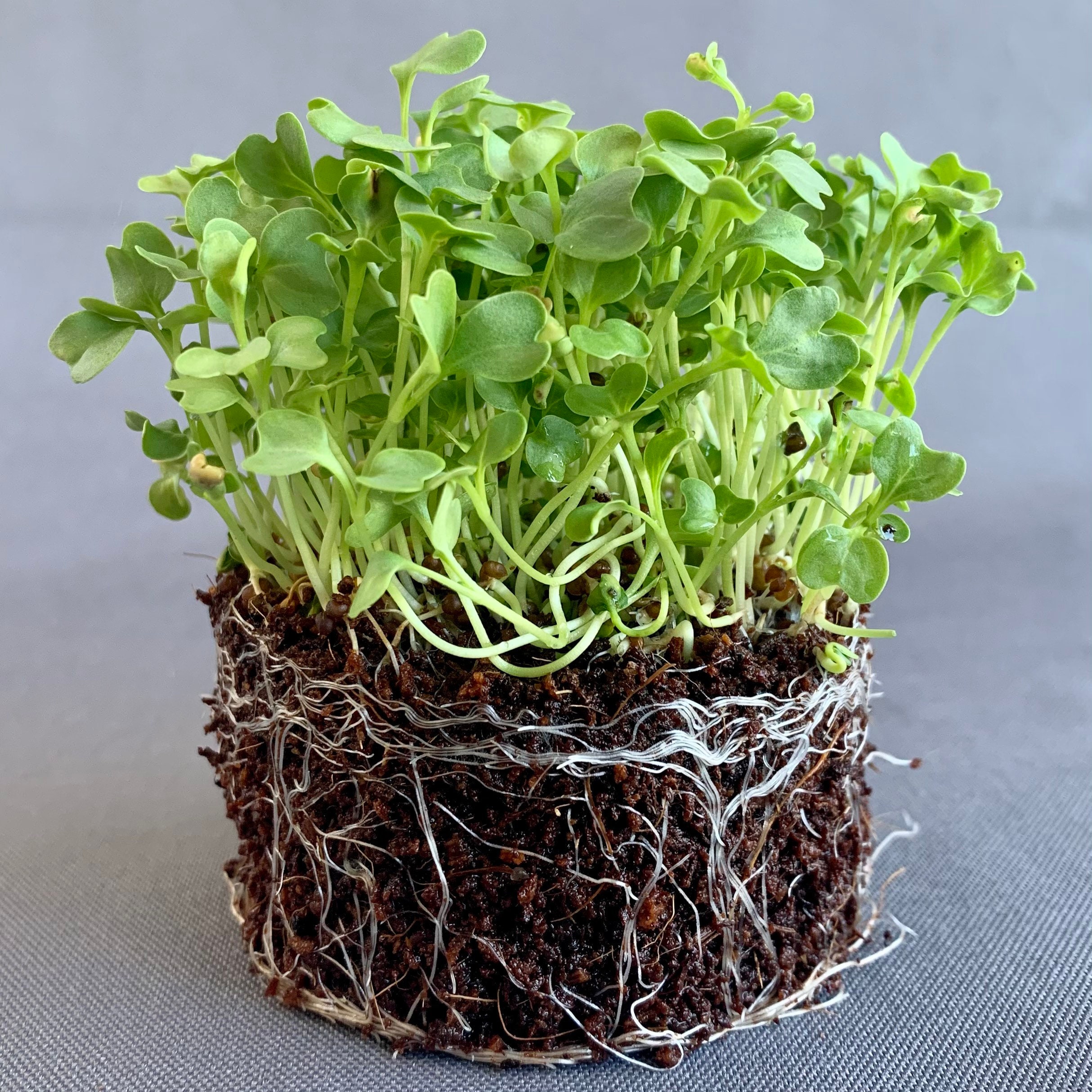 Organic Kale Microgreen Seeds Organic Vates Blue Scotch Etsy