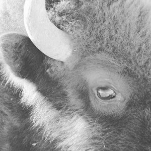 Bison Eye
