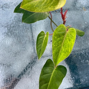 May include: A variegated houseplant with green and yellow leaves. The plant has a heart-shaped leaf with a red stem.