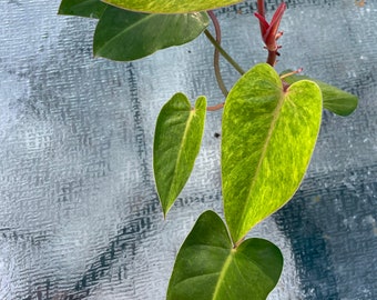 Philodendron “Painted Lady” in a four or six inch growers pot.