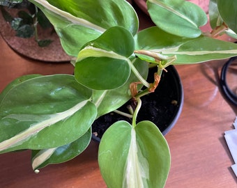 May include: A houseplant with variegated leaves in a black pot. The leaves are green with white stripes.