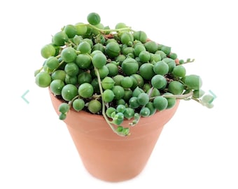 String of Pearls in a 4 inch growers pot.