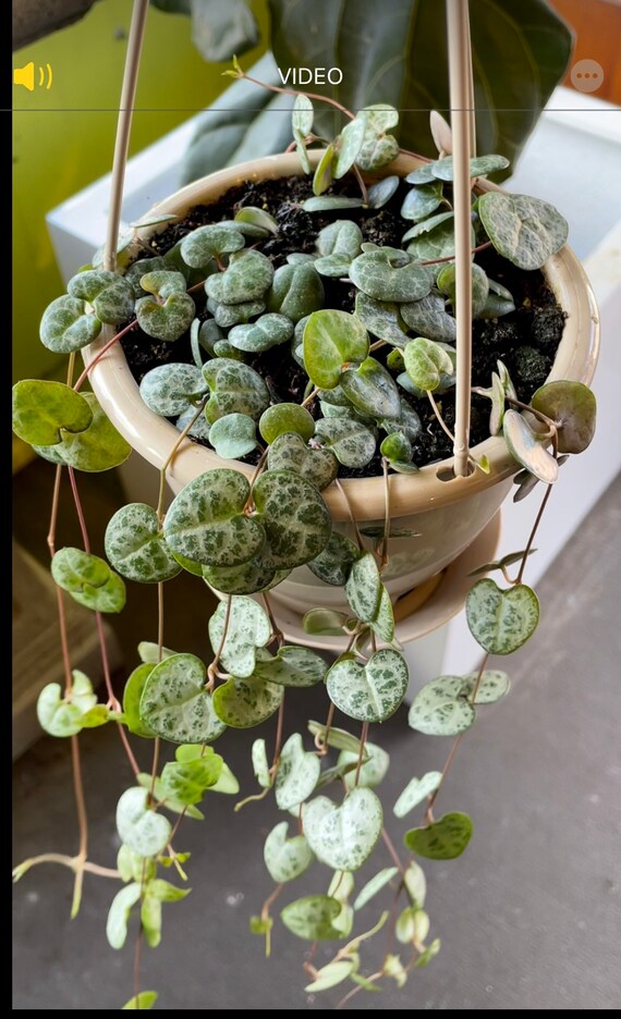 Buy String Of Hearts Plant Online: RARE Ceropegia Woodii Succulent 6" Pot by Succulents Box