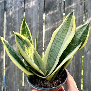 4.5&quot; Sansevieria Futura Superba live plant, Snake Plant, Snake Plant Air Purifying House Plants