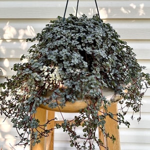 6&quot; Pilea Glauca hanging basket plant, Baby Tears plant, Peperomia Pilea Baby Tears plant, Baby Tears Pilea full plant, Pet Safe Plant